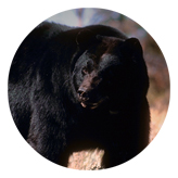 DAROUND 301 Black Bear